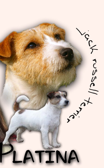 Jack Russell Terrier — Bohemia Platina FCI