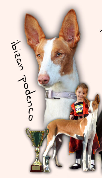 Podenco Ibicenco