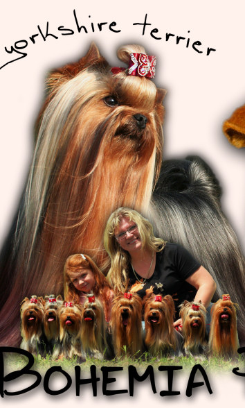 Yorkshire Terrier — Bohemia Platina FCI