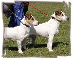 Jack Russell Terrier — galerie 2
