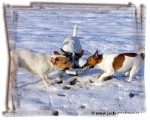 Jack Russell Terrier — galerie 4