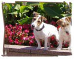 Jack Russell Terrier — galerie 5