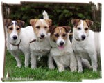 Jack Russell Terrier — galerie 6