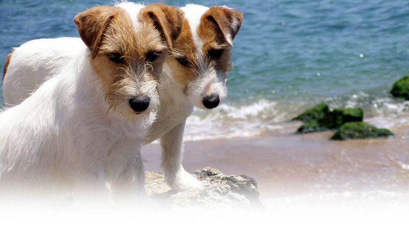Jack Russell Terrier — galerie 11