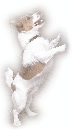 Jack Russell Terrier — galerie 10
