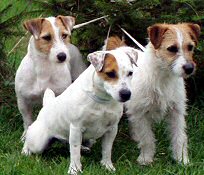 Naši Jack Russell Terriéři