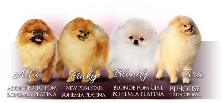 Naše fenky — Pomeranian