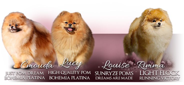 Naše fenky — Pomeranian