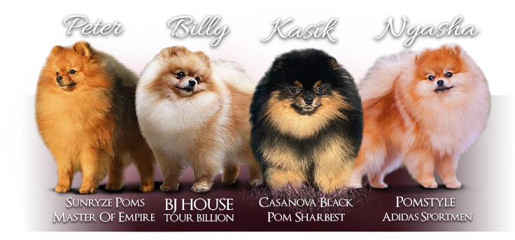 Dostupná štěňata — Pomeranian