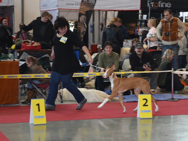 Amazonka Bohemia Platina — Podenco Ibicenco