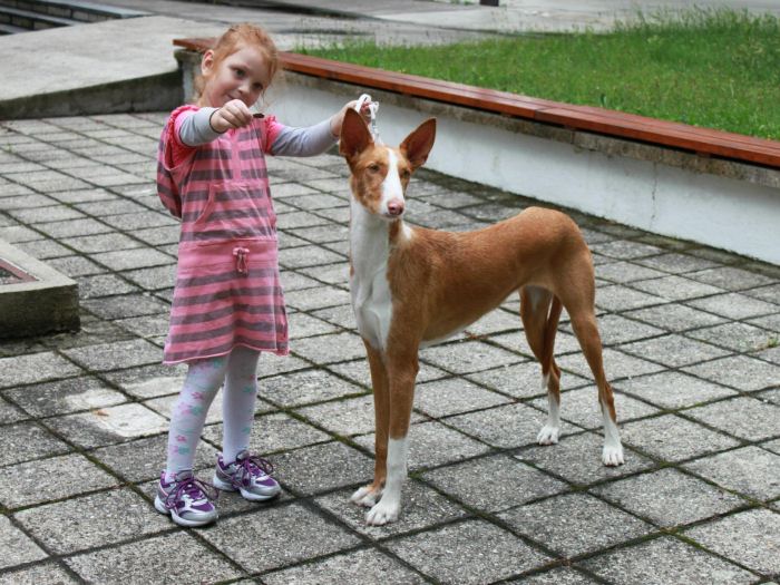 Amazonka Bohemia Platina — foto 2