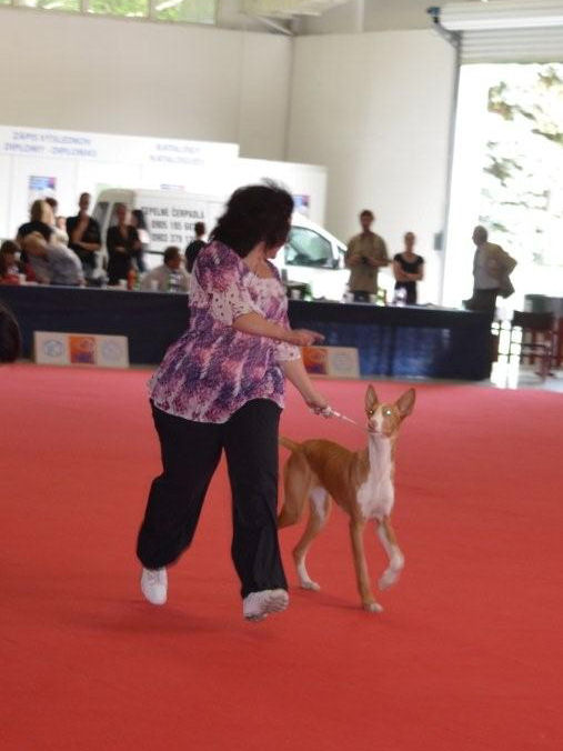 Amazonka Bohemia Platina — foto 3