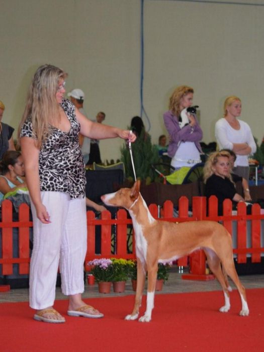 Amazonka Bohemia Platina — foto 4