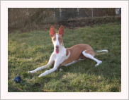 Bunny z Chrudimi — foto 6