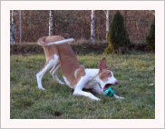 Bunny z Chrudimi — foto 7