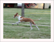 Bunny z Chrudimi — foto 9