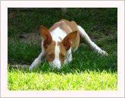 Bunny z Chrudimi — foto 3