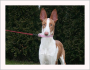 Bunny z Chrudimi — foto 10