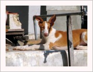 Bunny z Chrudimi — foto 4