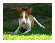 Bunny z Chrudimi — foto 5