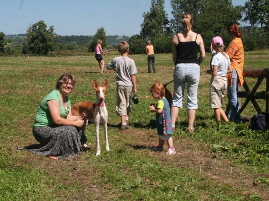 Podenco Ibicenco — coursing