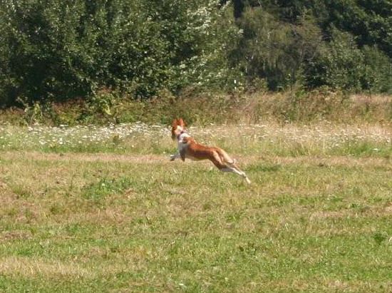 Podenco Ibicenco — coursing