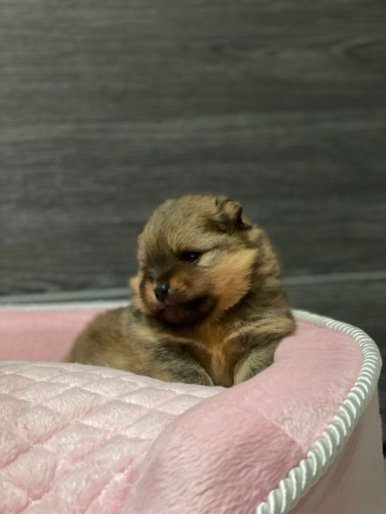 Štěňata květen 2024