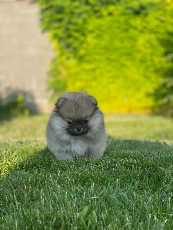 Štěňata červen 2024