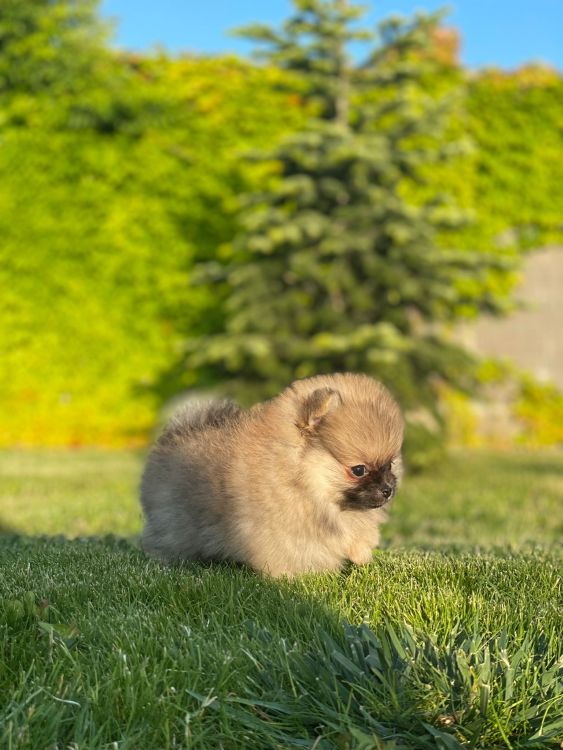 Štěňata červen 2024