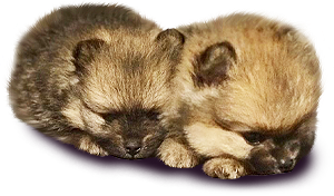 Vrh D Bohemia Platina