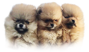 Vrh E Bohemia Platina