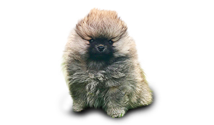 Vrh U Bohemia Platina