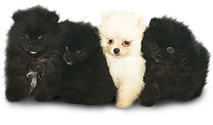 Vrh V Bohemia Platina