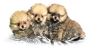 Vrh X Bohemia Platina