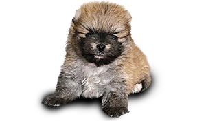 Vrh Y Bohemia Platina