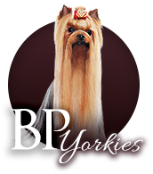 Yorkshire Terrier