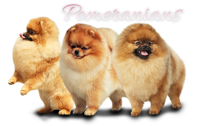 Pomeranian