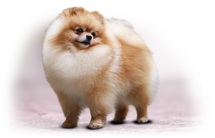 Bohemia Platina — Pomeranian