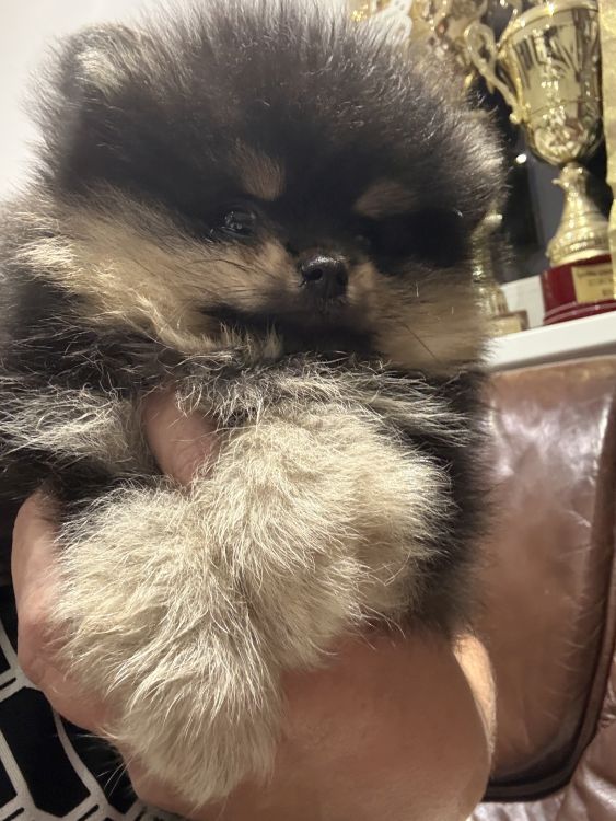 Štěňata Bohemia Platina 2024