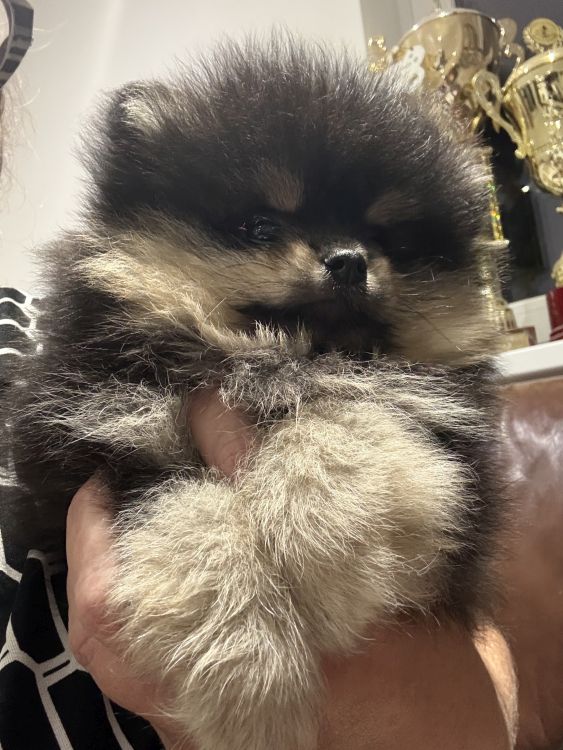 Štěňata Bohemia Platina 2024