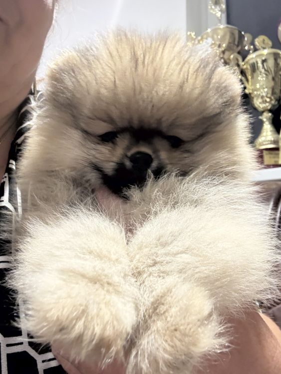 Štěňata Bohemia Platina 2024