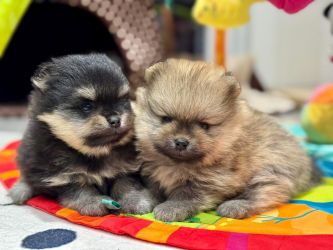 Elf Of Everlight Bohemia Platina