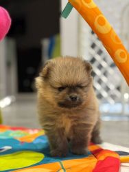 Eclipsed Sun Bohemia Platina