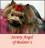 Society Angel of Padawi's