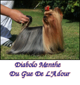 Diabolo Menthe Du Gue De L'Adour