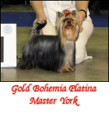 Gold Bohemia Platina Master York