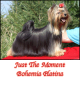 Just The Moment Bohemia Platina